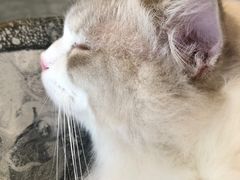 -瞄一喵猫咖(格力海岸店)