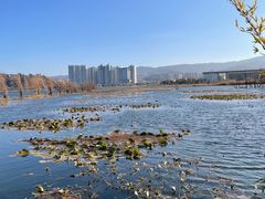 -洱海月湿地公园