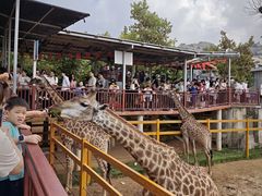 -西霞口神雕山野生动物世界