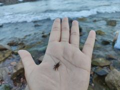 -小麦岛公园