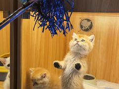 -欣宠猫屋·矮脚拿破仑·蓝金金渐层