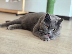 -瑞派·关忠动物医院·猫专科·犬专科(三环新城店)