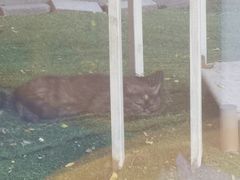 -猫的天空之城概念书店(北戴河蔚蓝海岸店)