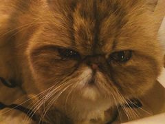 -猫色咖啡·猫咖
