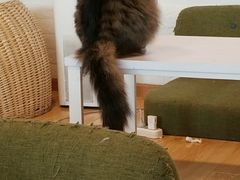 -Cappucimeow猫咪咖啡馆(韦伯时代店)