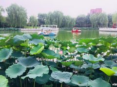 -丰台花园