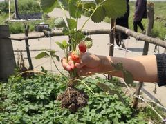-小鱼草莓采摘园农家乐·小鱼餐厅