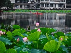 -荔湾湖公园