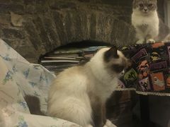 -猫色咖啡·猫咖