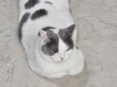 -猫大福·Fortune Cat猫舍(百子湾店)