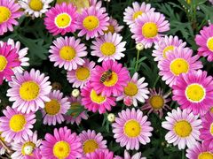 -松山湖梦幻百花洲