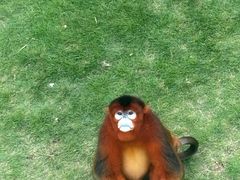 -西霞口神雕山野生动物世界