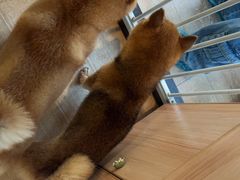 -南京Hallo宠物乐园·哈罗犬舍·柴犬繁育基地