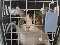 -伟伟宠物医院·CT影像中心·瑞派犬猫综合性门诊(汉口总院)