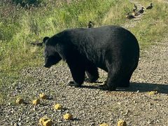 -黑瞎子岛探秘野熊园