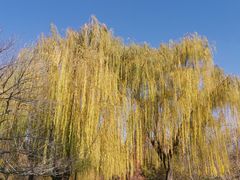-百花洲