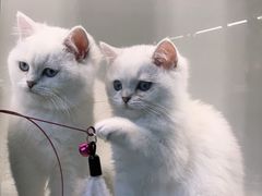 -lincat·猫舍(广州店)