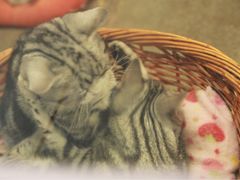 -猫咪博物馆(顶澳仔猫街店)