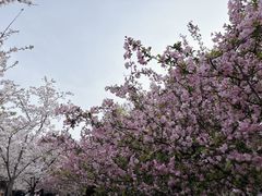 -顾村公园