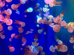 -成都浩海立方海洋公园