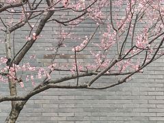 -杭州植物园