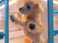 -翊宠yipet猫狗购宠庄园犬舍•猫舍