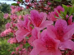 -木兰云雾山