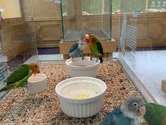 -帕帕拉兹宠物(亚洲旗舰店)