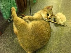 -猫色咖啡·猫咖