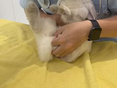 -立德异宠动物医院.兔鸟爬.内窥镜(天河店)