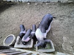 -清风小镇闯关东影视基地