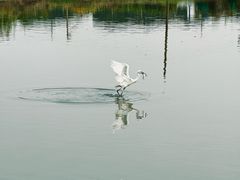 -水岸居湖景农家乐·阳澄湖大闸蟹