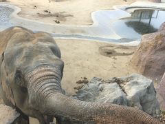 -青岛森林野生动物世界