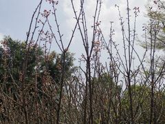 -天适樱花悠乐园