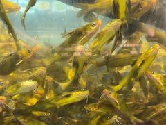 -龙宴海鲜城(经中路店)