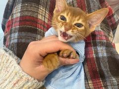 -猫十亿·布偶金渐层·曼基康矮脚猫舍(青年路店)