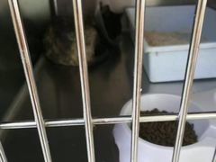 -宠福鑫动物医院·动物疾病诊疗中心(天通苑店)