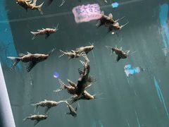 -苏州海洋馆