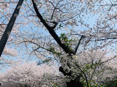 -武汉大学-樱园
