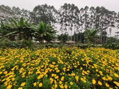 -三圣花乡旅游区