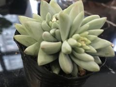 -桂林市花鸟市场