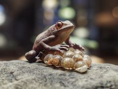 -上海自然博物馆