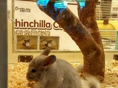 -龙猫仔乐园(惠福东路店)