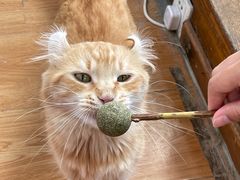-猫小院猫主题餐厅(南锣旗舰店)