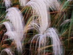 -上海吴淞炮台湾国家湿地公园