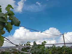 -马陆小张葡萄园农家乐