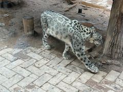 -青藏高原野生动物园