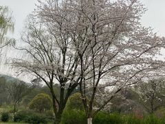 -杭州植物园