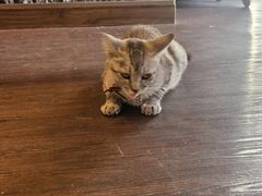-猫岛主趣味餐厅(鼓浪屿店)