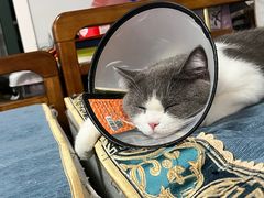 -艾吉宠物医院·疑难杂症转诊中心·猫友好(碧江路院)